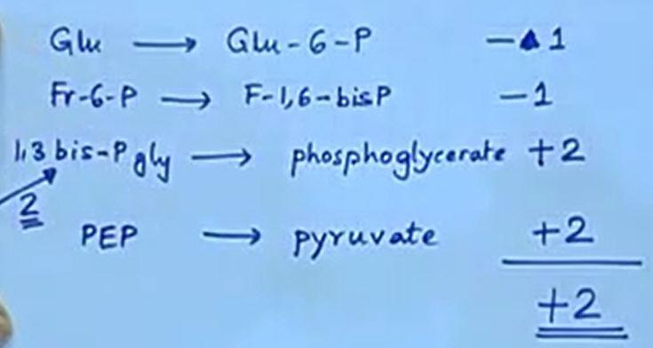 So we have in our first steps, we have glucose going to glucose six phosphate. What did that do? It took away an ATP. If we talk in terms of ATP it is -1 fine. What was our next step?