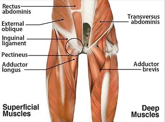 Scanning for Sports Hernia Pubic symphysis Adductor tendons Esp adductor longus Gracilis Rectus