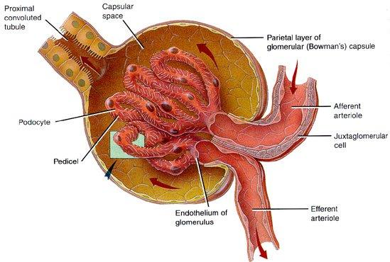 Blood Vessels Associated with the Nephrons Each nephron supplied with blood by an afferent arteriole branch of renal artery divides into glomerular capillaries capillaries converge as they leave