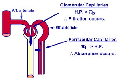 OBJECTIVE 2: TO UNDERSTAND THE MAGNITUDE AND ROLE OF THE STARLING FORCES IN EACH CAPILLARY BED. A. The afferent and efferent arterioles maintain the hydrostatic pressure in the glomerular capillary bed higher than the colloid osmotic pressure.