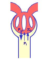 OBJECTIVE 4. TO UNDERSTAND THE FORCES INVOLVED IN FILTRATION. A. The glomerular capillary hydrostatic pressure, P gc, is the major force inducing filtration across the glomerular capillary bed.