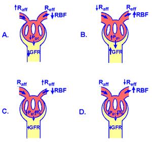 OBJECTIVE 5: TO UNDERSTAND HOW CHANGES IN CONSTRICTION OF THE AFFERENT AND EFFERENT ARTERIOLES ALTER RBF AND GFR. A. Changes in afferent arteriolar resistance will produce changes in P gc that will cause large changes in GFR.