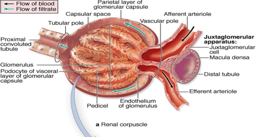 Each renal corpuscle has a vascular pole, where the afferent arteriole enters and the efferent arteriole leaves, and a urinary or tubular pole, where the proximal convoluted tubule begins.
