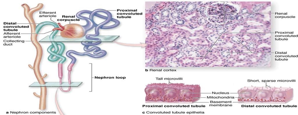 Proximal Convoluted Tubule At the tubular pole of the renal corpuscle, the squamous epithelium of the capsule's parietal layer is continuous with the cuboidal epithelium of the proximal