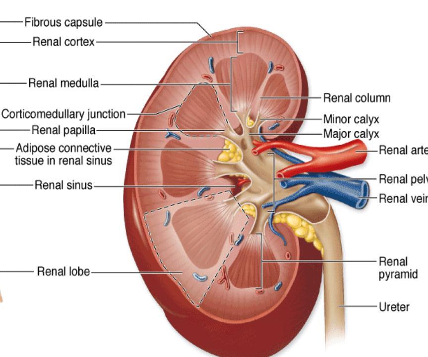 Kidneys The hilum where nerves enter, the ureter exits, blood and lymph vessels enter and exit. Both kidneys covered by a thin fibrous capsule, dense connective tissues.