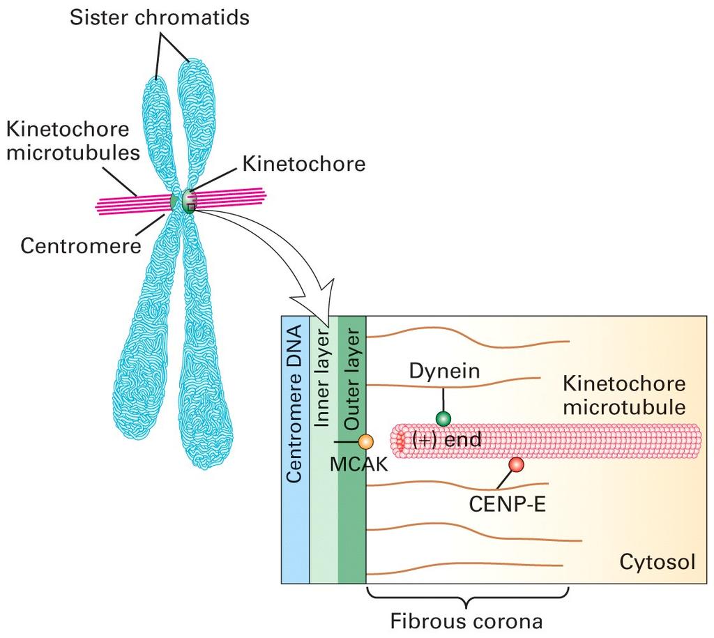 Kinetochore is a centromere( 著絲點 )- based protein complex that mediates attachment of chromosomes to MTs.