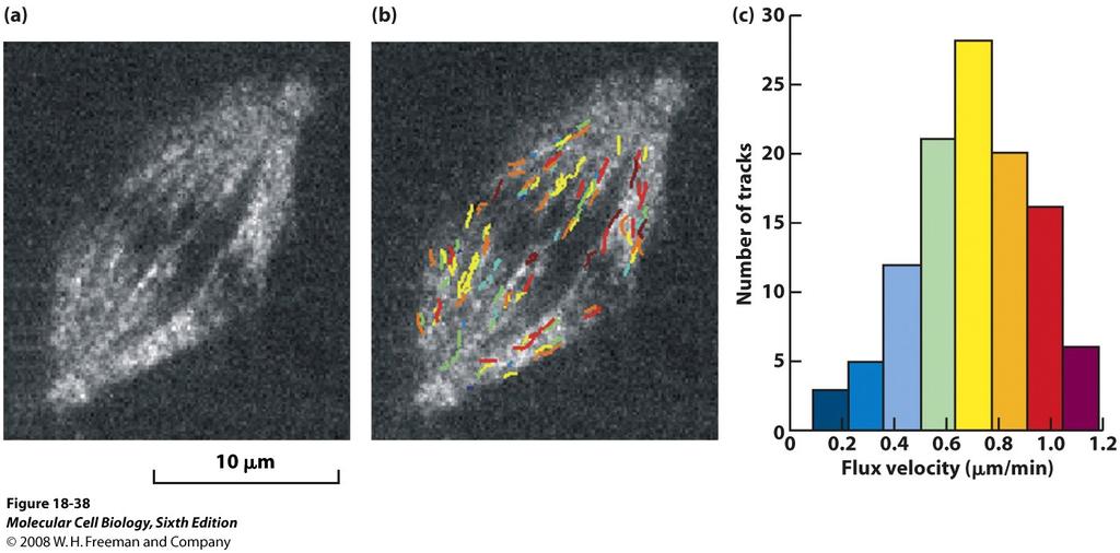 Microtubules treadmill during mitosis GFP-tubulin Different colors were shown