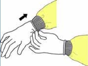 How to Don Gloves Don gloves last Select correct type and size Insert hands into gloves