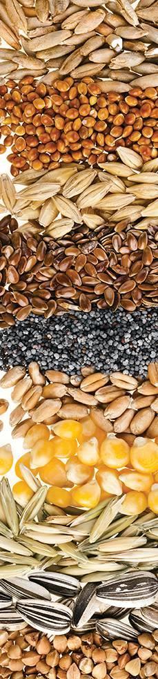 Which grain is healthiest?