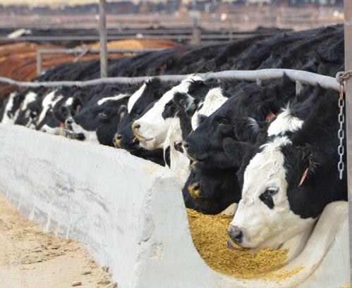 REDUCING BRD TREATMENT RATES WILL HELP IMPROVE YOUR BOTTOM LINE Several stocker studies have indicated that including MULTIMIN 90 in the normal processing protocol in high stress cattle may: Reduce