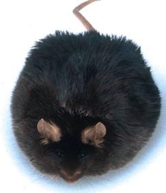 Germ-free mice are resistant to