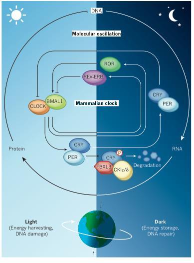 Circadian clock networks regulate daily