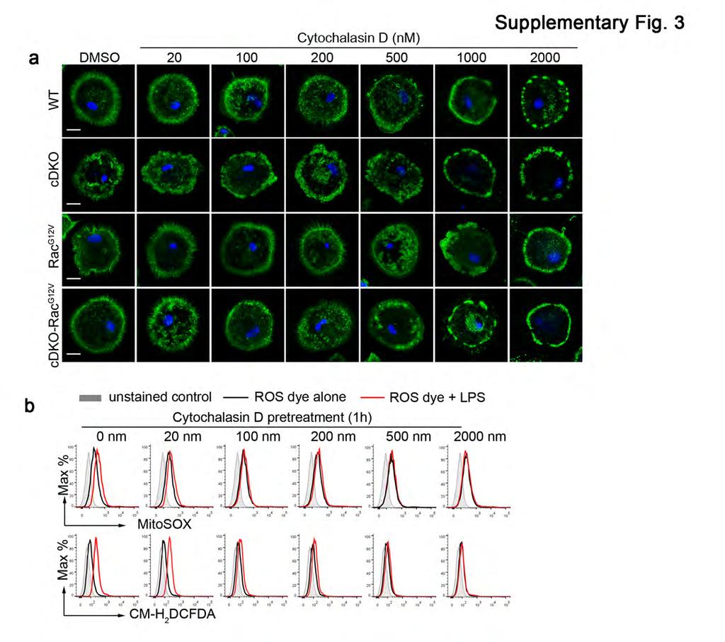 Supplementary Figure 3 Treatment with cytochalasin D diminishes the induction of mros and cellular ROS in BMDMs after stimulation with LPS.
