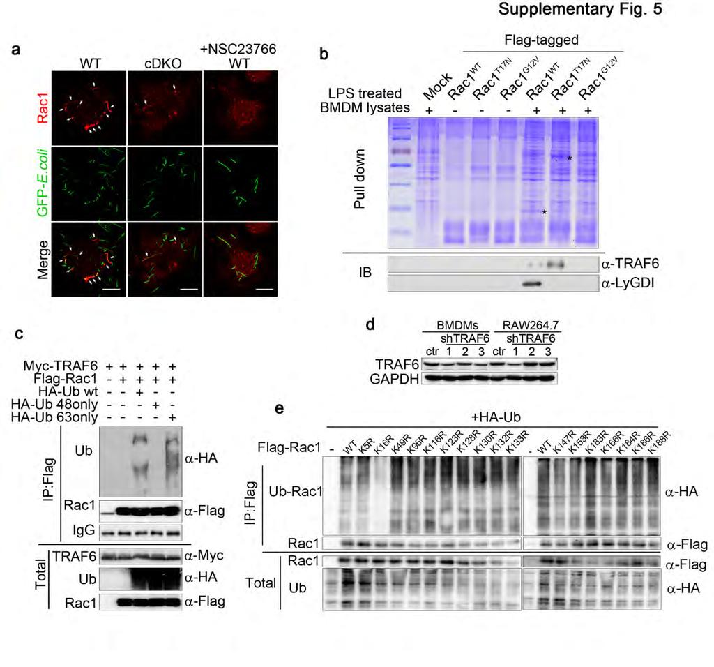 Supplementary Figure 5 TRAF6 activity is essential for the K63-linked ubiquitylation of Rac1.