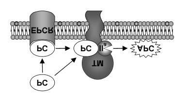 Down regulation of coagulation: the protein C anticoagulant pathway Down regulation of coagulation is performed by two important mechanisms: plasma protease inhibitors and the protein C pathway.
