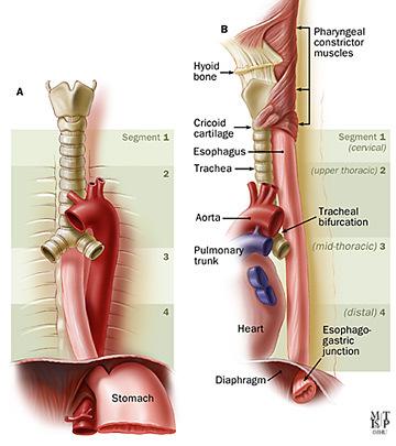 Gastroesophageal Reflux Disease: Anatomy The esophagus serves as a conduit between the pharynx and the stomach.