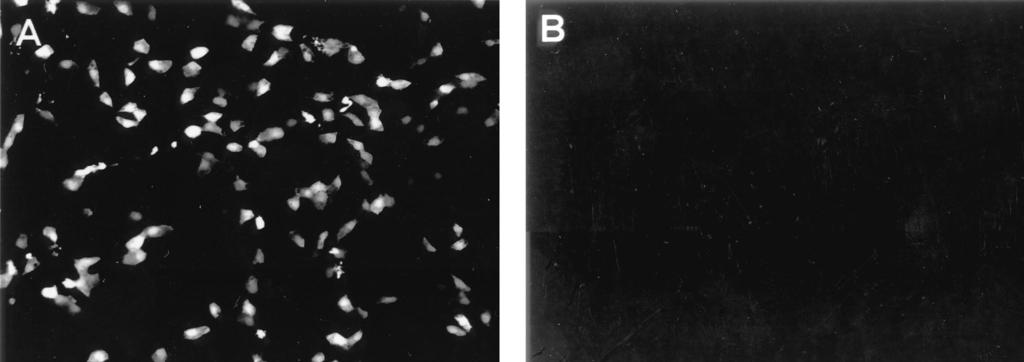 VOL. 74, 2000 NOTES 549 FIG. 3. The PA, PB1, PB2, and NP proteins of influenza A virus encapsidate GFP vrna produced by RNA polymerase I, leading to GFP expression.