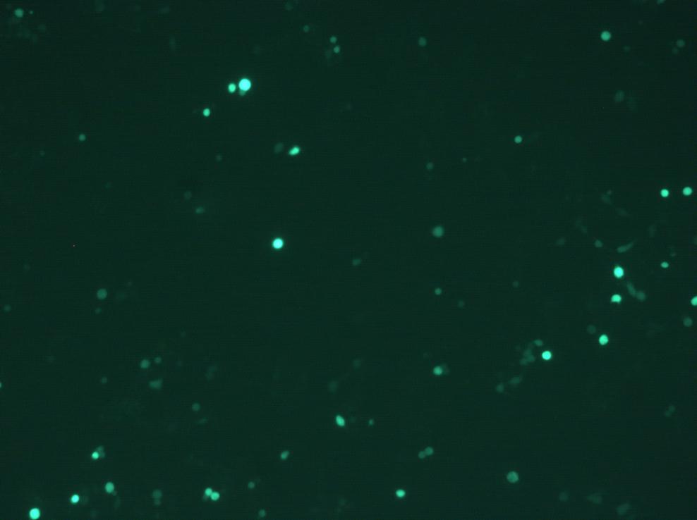 new STAT3-GFP plasmids express GFP at