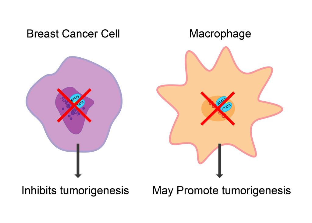 STAT3 signaling in Tumor Associated Macrophages Previous Lab Data Loss of STAT3 in mammary tumor cells Leads to reduced tumor cell