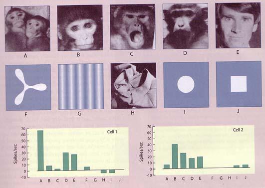 PHYSIOLOGICAL RESULTS -studies with monkeys reveal