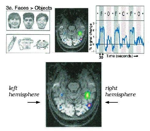 NEURAL MECHANISMS OF FACE PERCEPTION: IMAGING RESULTS -studies with humans reveal greater activation in the fusiform gyrus when viewing faces