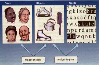 TWO SYSTEMS FOR OBJECT RECOGNITION CLINICAL RESULTS I -recognition can be based on two forms of analysis: holistic processing