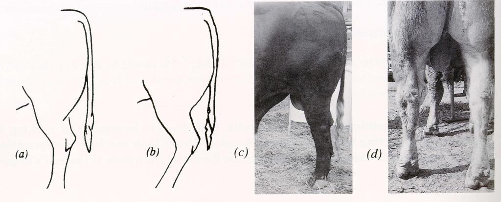 Leg conformation Side view of hind limbs : (a) normal (b)