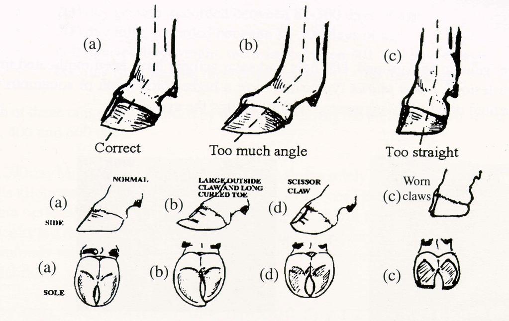 Feet conformation Pastern angle of front and hind legs and associated claws: