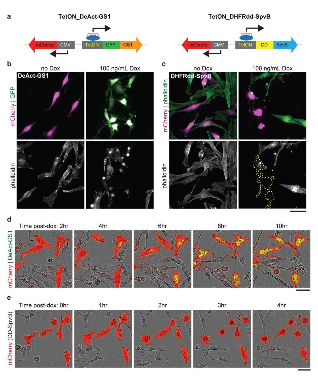 Supplementary Figure 5 Identification of transfected cells with dual-promoter, inducible DeActs.