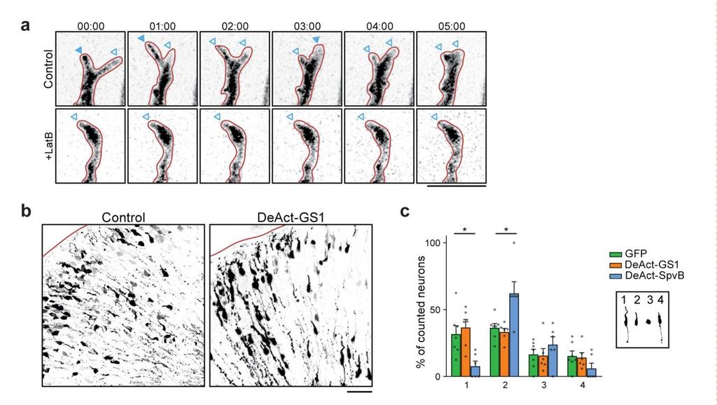 Supplementary Figure 6 Expression of DeActs in neurons (a) A representative example of dynamic axonal branches from a 5 minute time lapse acquisition.