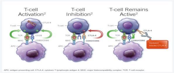Immune Checkpoint Inhibitors/Modulators Ipilimumab (Yervoy ) Targets a blockade molecule cytotoxic T- lymphocyte antigen 4 (CTLA-4) Immune Checkpoint Inhibitors/Modulators Programmed death receptor-1