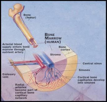 Bone Marrow Microenvironment Bone Marrow Cellularity Vessels Marrow