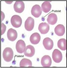 Function: Hemostasis Normal: 150,000 400,000 cells/mm 3 Production: 2.5 billion/kg/day Life span: 7-10 days Platelets 21 Johnson, C.E. (2014).