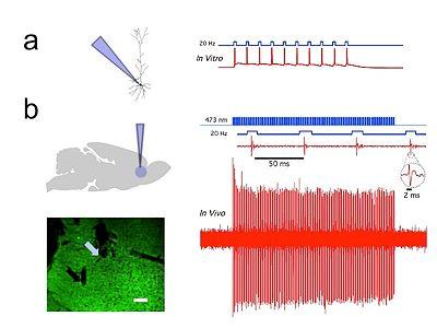 Methods of Cognitive Neuroscience Neat Stuff! Optogenetics http://spie.
