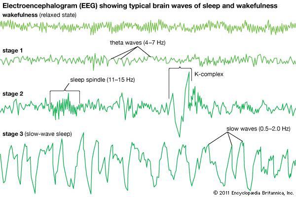 frequency associated with different states EEGs
