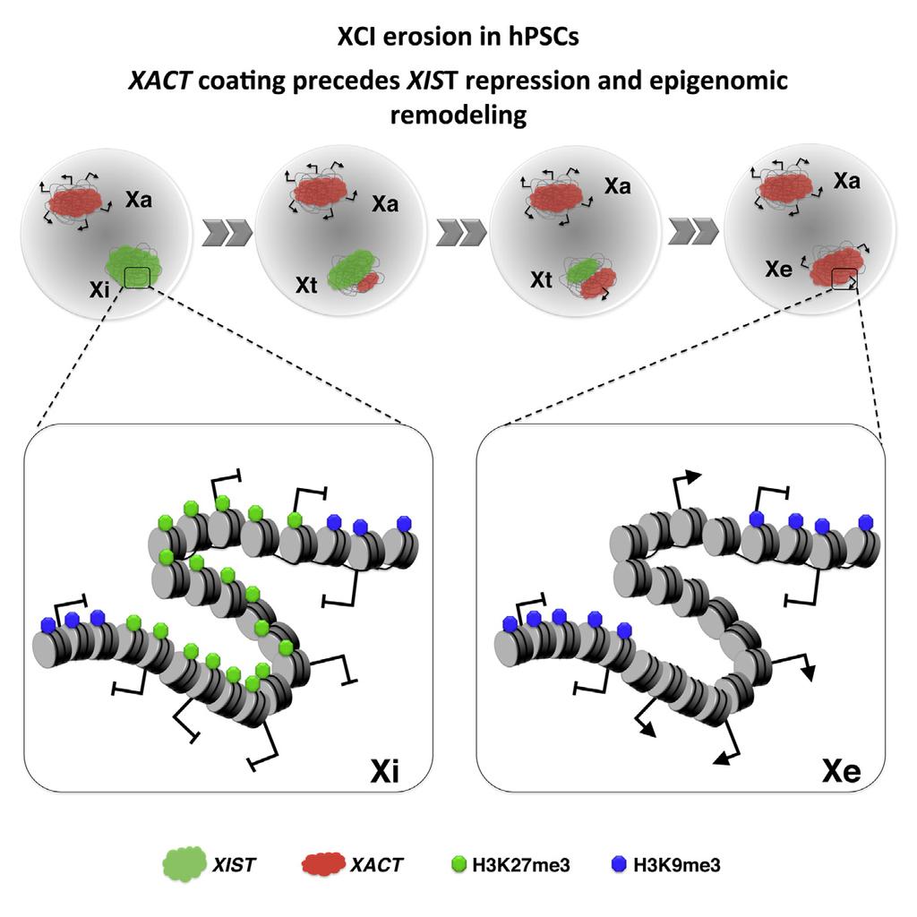 Article Erosion of X Chromosome Inactivation in Human Pluripotent Cells Initiates with XACT Coating and Depends on a Specific Heterochromatin Landscape Graphical Abstract Authors Céline Vallot,