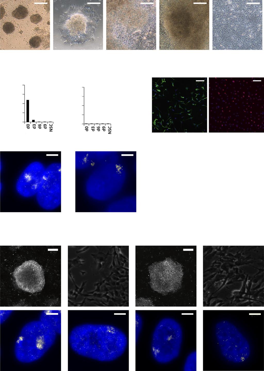 A B C D E Figure 5. Erosion from XCI Is Linked to Pluripotency (A) Bright-field images of differentiation of H9 cells into NSCs from day (d) to day 9 (d9). Scale bars, 15 mm.