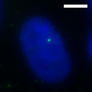 (D) Allelic expression analyzed by RNA-FISH using a BAC probe covering ATRX (green) in XaXi and H9 cells.