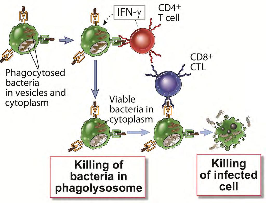 T Cell Responses to