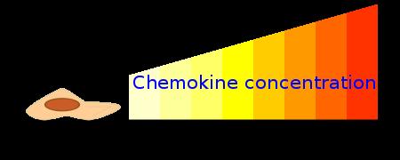Functions: - Chemotaxis for different leukocytes - regulation of