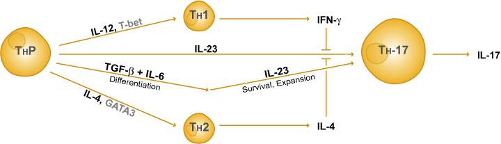 The Th17 derived IL-17 induces inflammation.