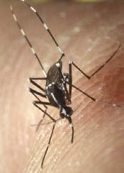 Caribbean Countries with reported local transmission of chikungunya virus (as of July 2014) Chikungunya virus Single-stranded RNA virus Genus Alphavirus; Family Togaviridae Mosquito vectors Aedes