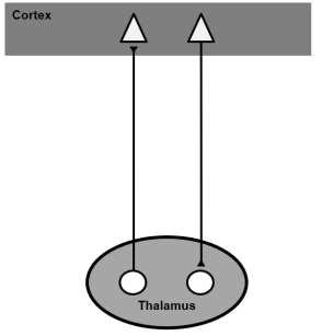 Delta & thalamo-cortical networks disconnection between cortical & thalamic regions thalamo-cortical dysrhythmia: disruption of top-down cortical modulation of thalamic