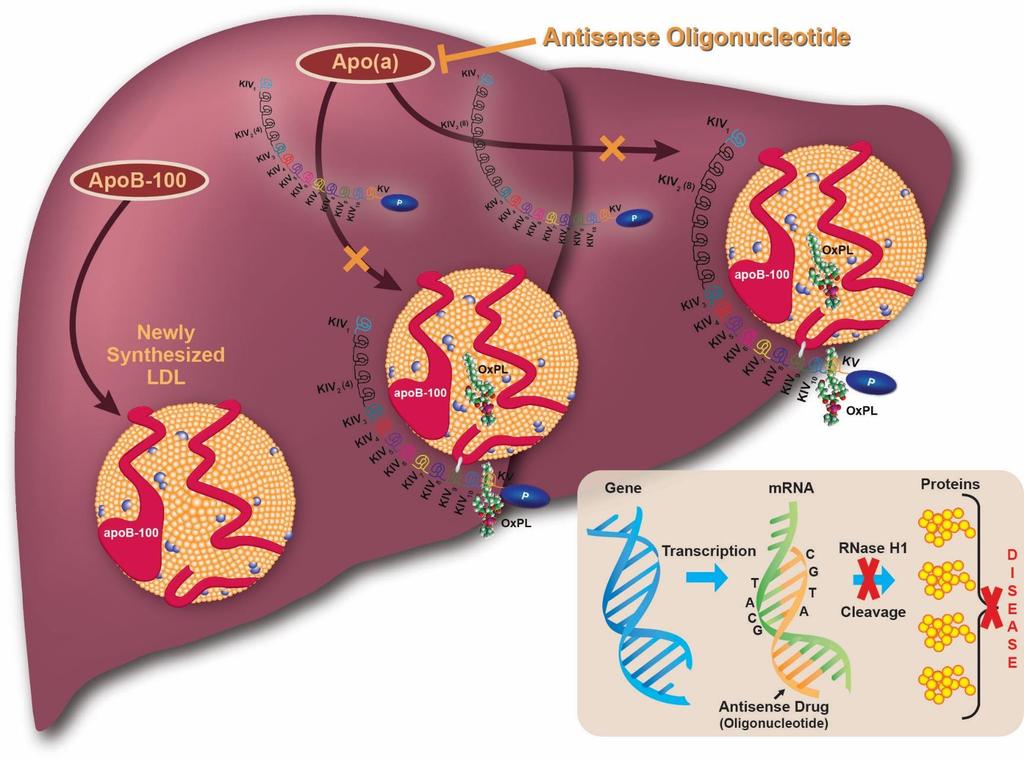 Antisense Oligonucleotides Targeting Lp(a)