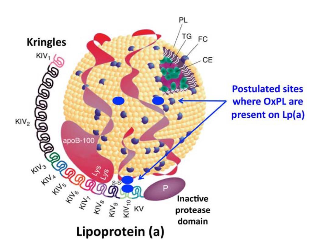 Structure of Lp(a) and Sites of OxPL Accumulation 5