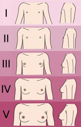 Tanner Staging - Girls Stage 1: No palpable breast tissue.