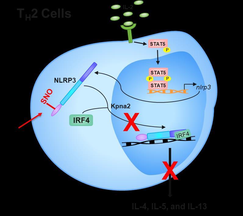 Targeting the NLRP3 Inflammasome in Inflammatory Skin Diseases Nitric oxide is a natural inhibitor of NLRP3 inflammasome activation Nature Reviews Drug Discovery