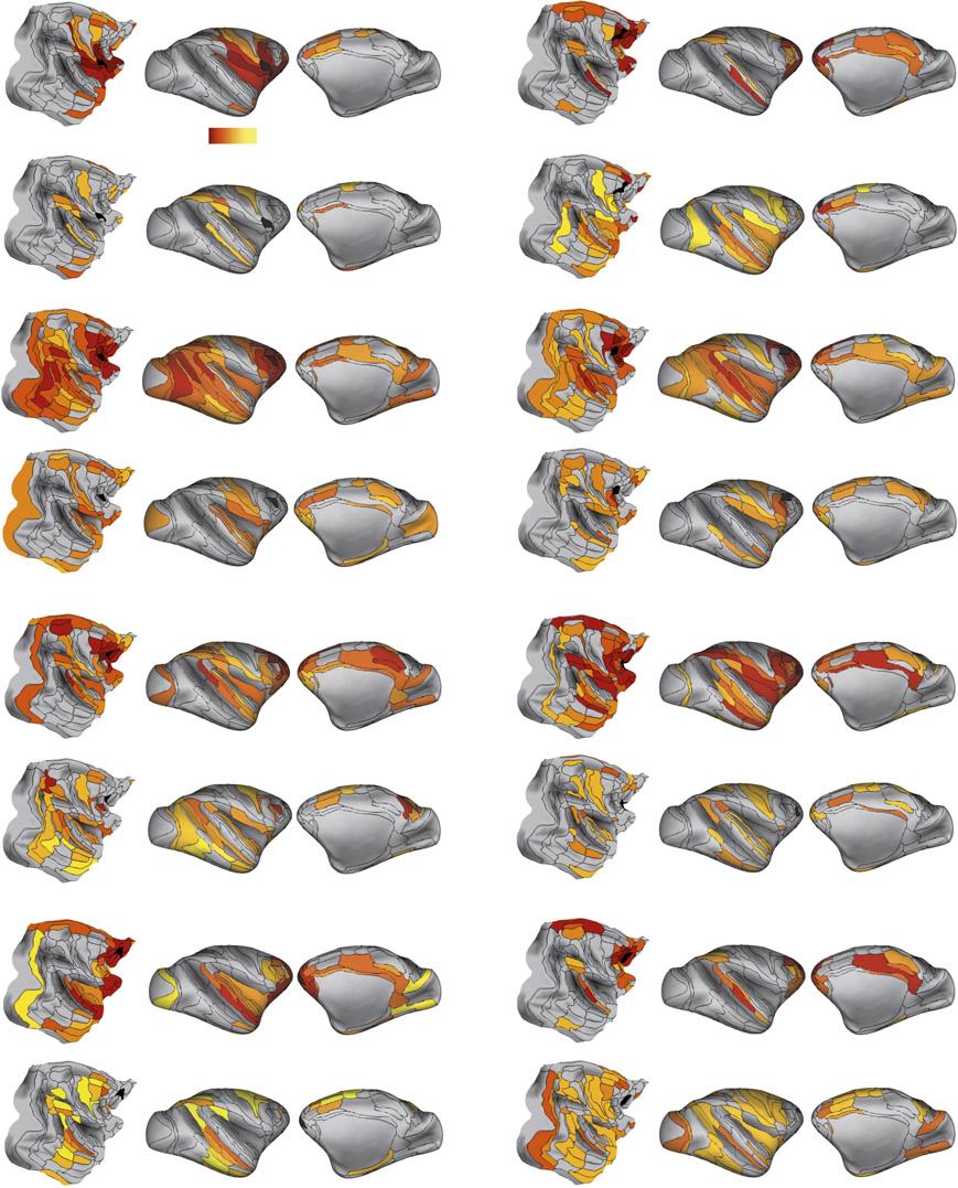 ProM 8B Log10(FLN) = 0 Log10(FLN) = - 6 8L 8m 9/46d 9/46v 10 46d Fig. S1. Surface connectivity maps of 28 cortical injections.