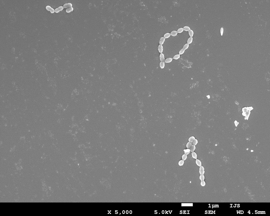 Slika 13: Mikrograf SEM bakterije S.