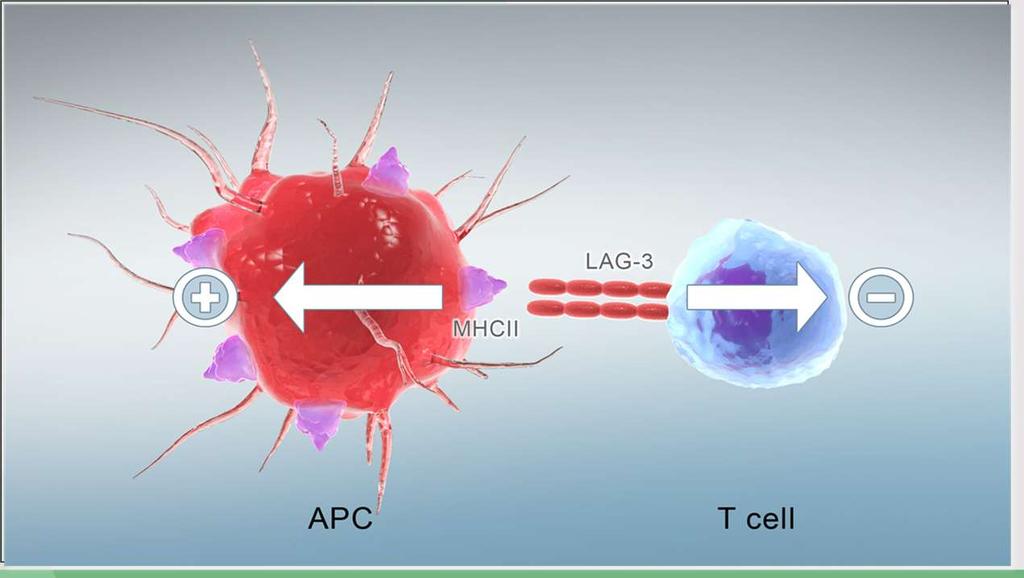 LAG-3 as a Therapeutic Target LAG-3 is widely expressed on tumor infiltrating lymphocytes (TILs) and cytotoxic T cells Prime target for an immune checkpoint blocker Functionally similar to PD-1 on T